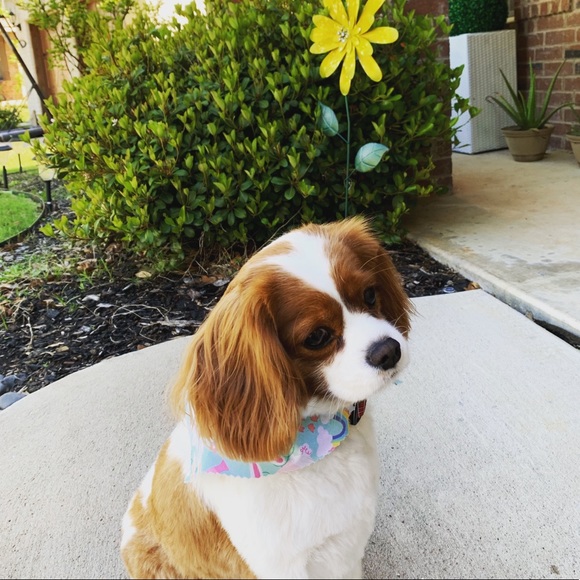 Meet your Posher, Lisa - Picture 2 of 3